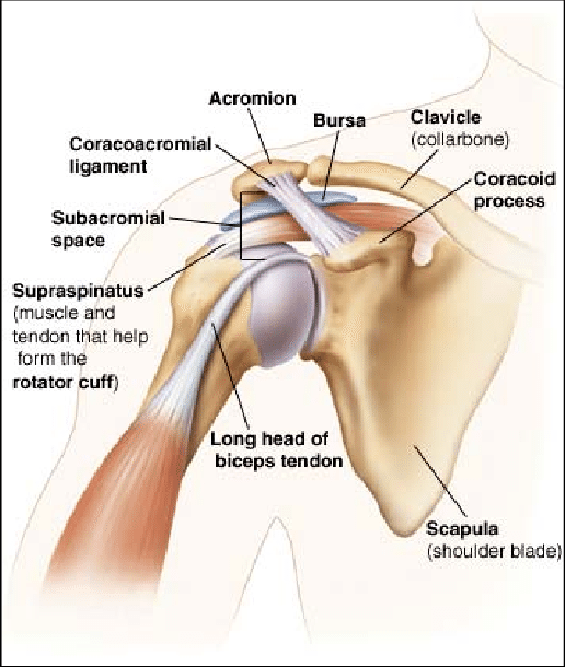 Anatomical-structure-of-shoulder-impingement-syndrome-34.png
