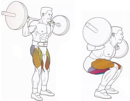 Влияние амплитуды движения при тренировке с отягощениями на размер мышц, подкожный жир и силу